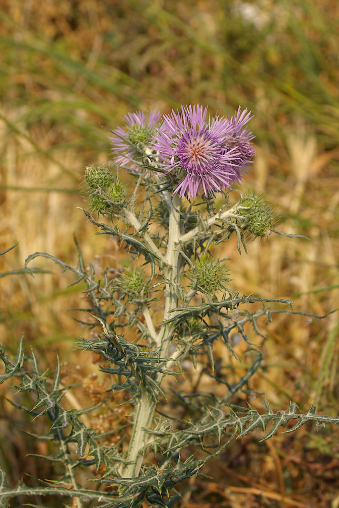 Una foglia spinosa - Galactites tomentosus (=elegans)